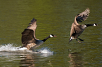 Canada Goose