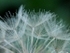 Goat's Beard Clock