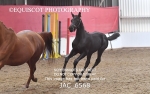JAC_6568