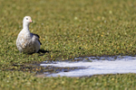 Andean Goose, front view, Chile