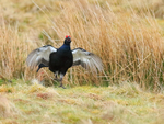 Black Grouse portfolio