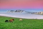 z3990 Flowing Fog at Dawn, Compton Bay