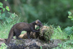 Pine Marten
