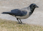 Hooded Crow 1