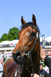 270523-Race 1-Doctor Khan Junior-0219