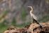 Anhinga on tree stump, Pantanal, Brazil