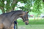 C-205-Harry.Meade-IF.IN.DOUBT portfolio