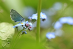 Holly Blue feeding on forget-me-not, Oxfordshire