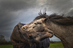 Into the World of Horses, Ireland.