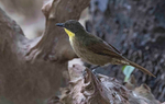 Yellow Throated Leaf love