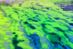 Algae in lake on the approach to Fox Glacier