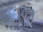 Puma cub walking along trail, Torres del Paine, Chile
