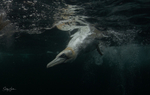 Underwater Gannets 3