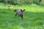 Red Fox