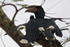 Trumpeter Hornbill perched on top of a tree