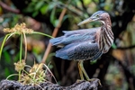 Curious Green Heron