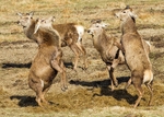 Deer portfolio