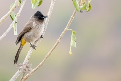 Bird Dark Capped Bulbul