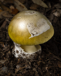 Deathcap (01)