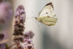 Large White