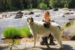 Athos in Langinkoski 2020 7