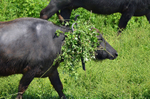 Water Buffalo