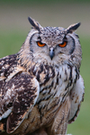 Jasmine is our Bengal or Indian Eagle Owl