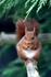 Red Squirrel eating nut