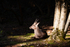 Roe Deer in the Afternoon Sun