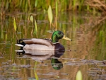 Mallard