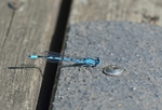 Common Blue Damselfly