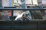 hanuman langur in at in jeep in India