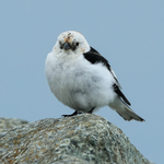 Snow Bunting, front view, Jokulsarlon, Iceland