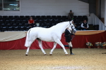Class 903 - Supreme Final - IH Pre Vet portfolio