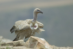 Cape griffon
