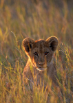 Lion cub