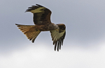 Red Kite