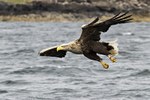 White-tailed Eagle