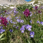 Elderflower orchid (Dactylorhiza sambucina) with Eugenia's pansy (Viola eugeniae)