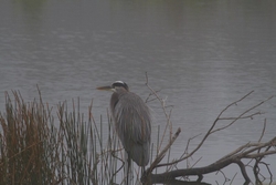 Great Blue Heron _0091