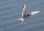 Arctic Tern in flight
