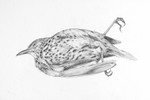 thrush Detail