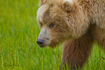 Bear Close-up