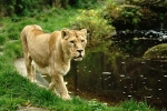 Asiatic Lioness roaming (Cotswold Wildlife Park)