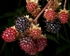 Blackberries #1