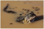 Common Frog Portrait