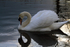 Nelson Swan