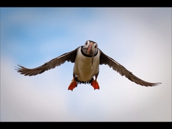 Atlantic Puffin
