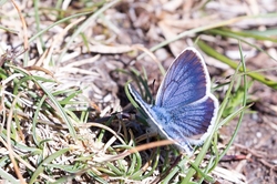 Mazarine Blue