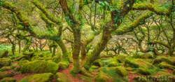 Wistmans Wood